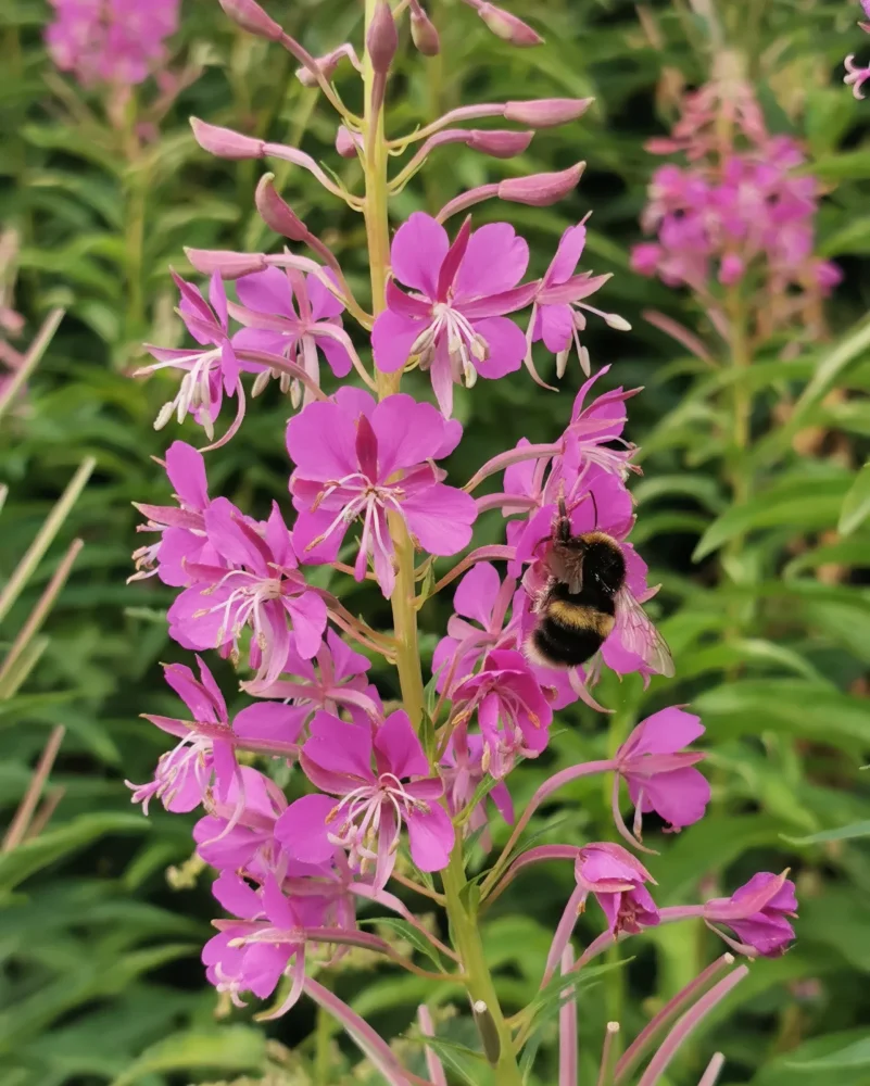 Pink flowers with bubble bee