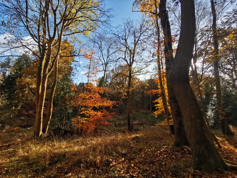 Autumnal forest