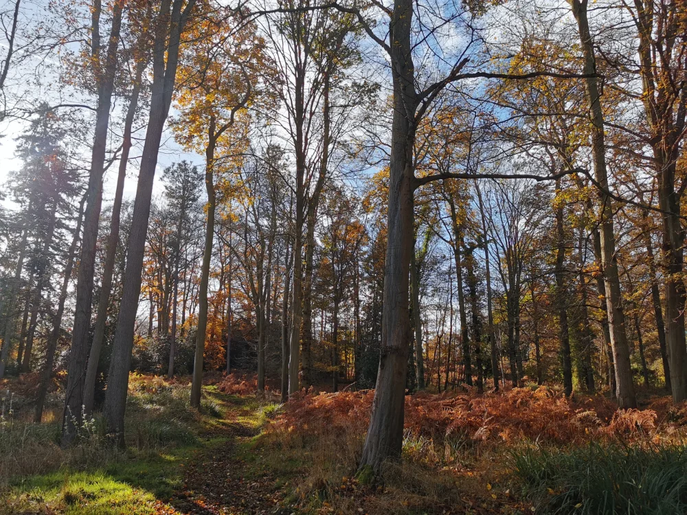 Autumnal forest