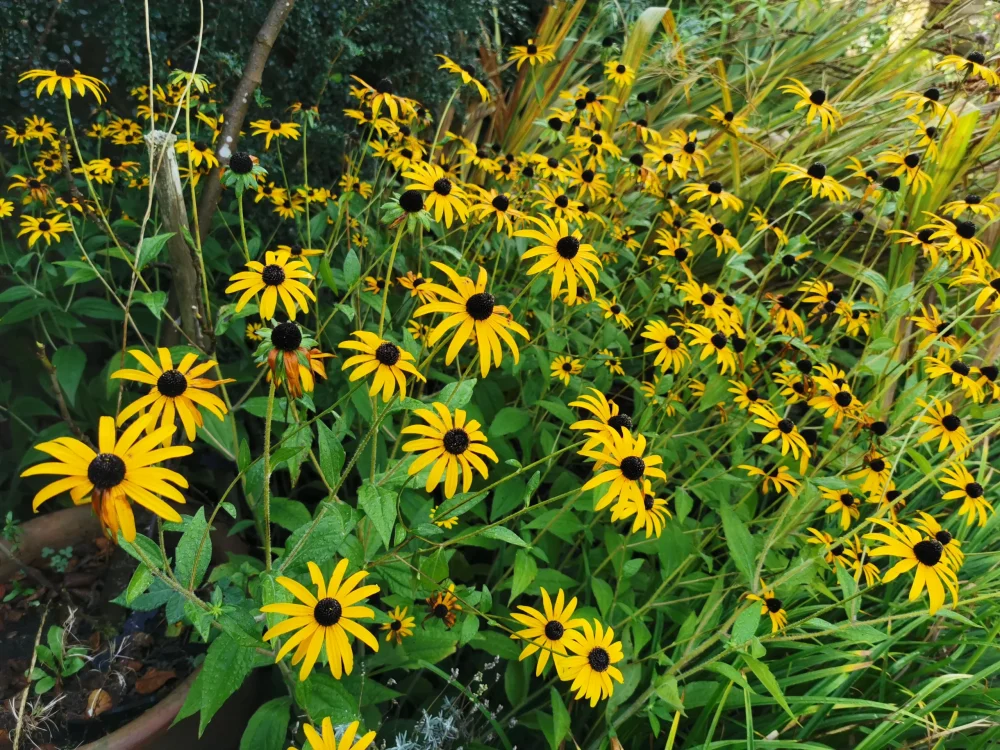 Yellow daisies on Leilah Botham - Psychoanalytic psychotherapy in Central and North Oxford website